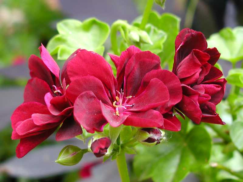 ivy-leaf geranium
